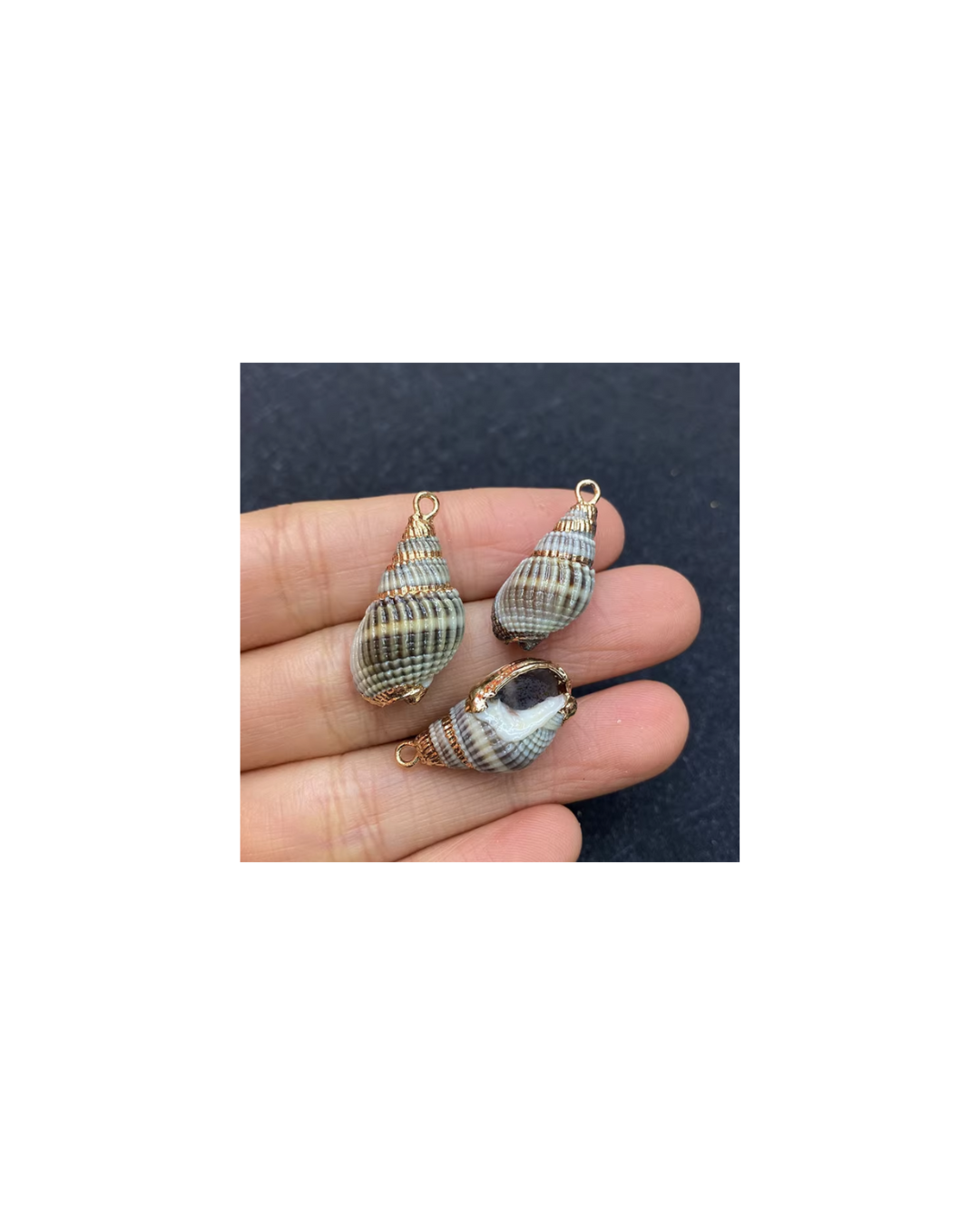 BABYLONIA SHELL