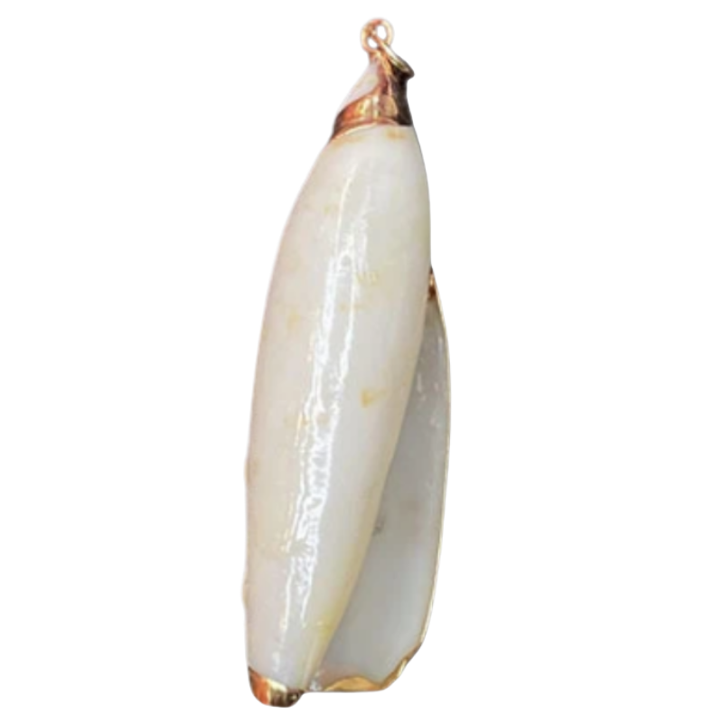 QUILL SHELL