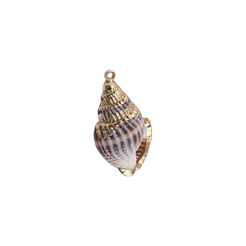 BABYLONIA SHELL