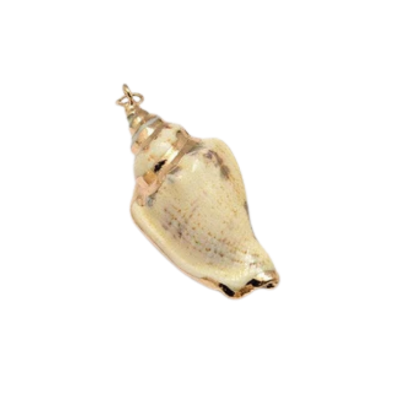 CONCH SHELL