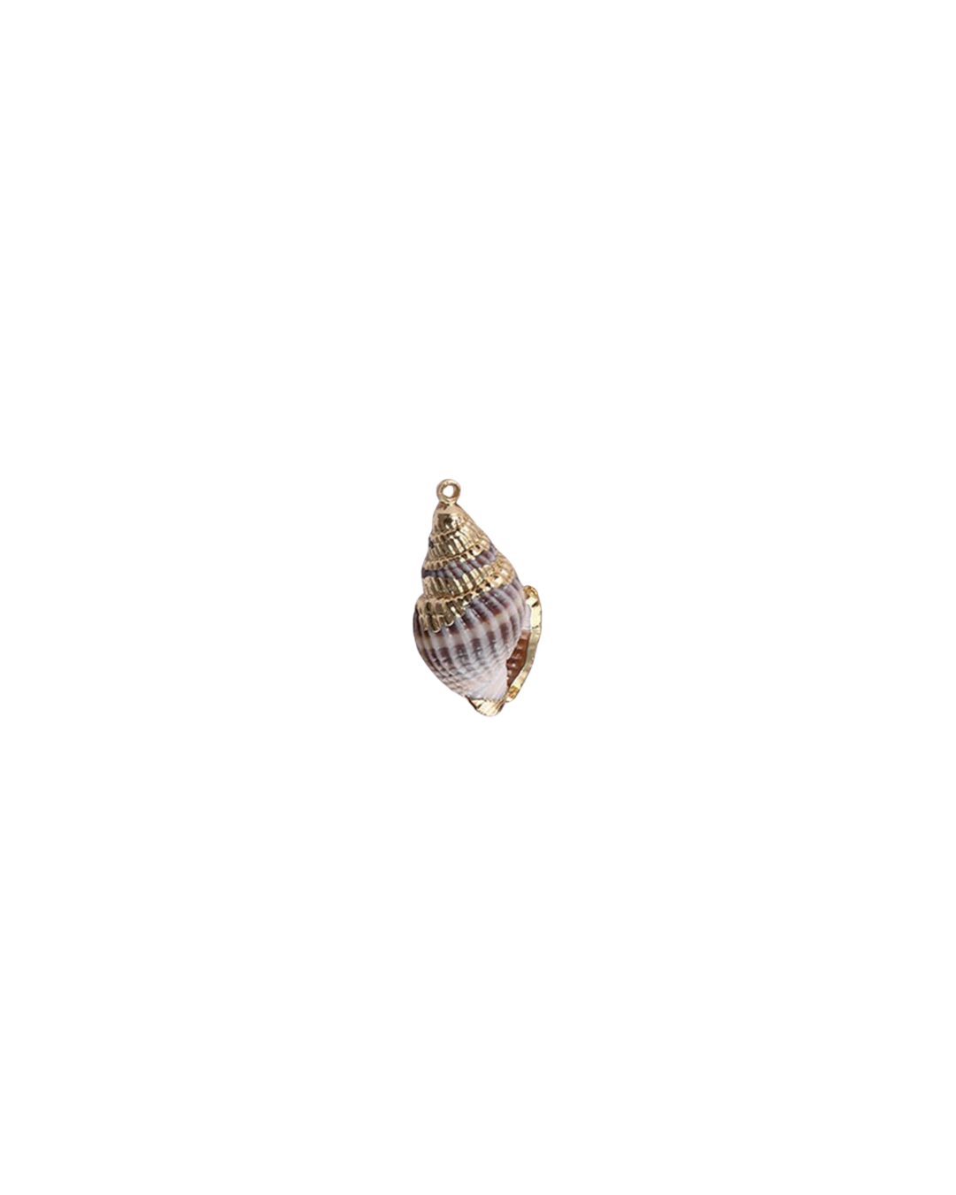 BABYLONIA SHELL