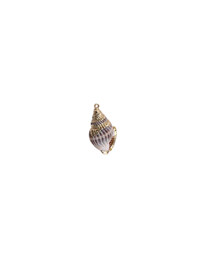 BABYLONIA SHELL
