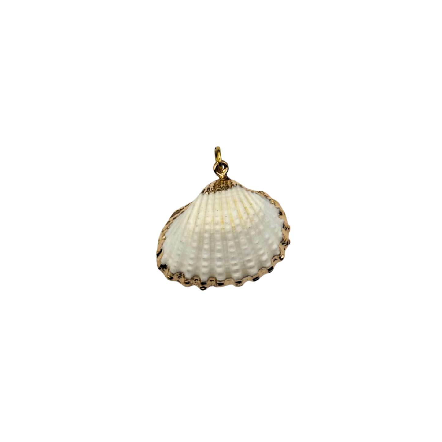 TIDE SHELL